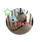 あばれんぼうにゃんこ（個別スタンプ：1）
