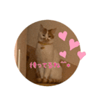 あばれんぼうにゃんこ（個別スタンプ：3）