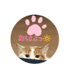 あばれんぼうにゃんこ（個別スタンプ：5）