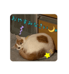 あばれんぼうにゃんこ（個別スタンプ：6）