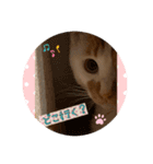 あばれんぼうにゃんこ（個別スタンプ：7）