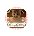 あばれんぼうにゃんこ（個別スタンプ：8）