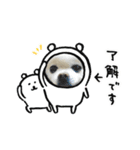 白ポメのらなちゃん⑤（個別スタンプ：1）