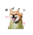 豆柴デリィー（個別スタンプ：1）