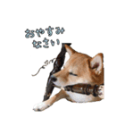 豆柴デリィー（個別スタンプ：2）