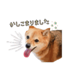 豆柴デリィー（個別スタンプ：3）