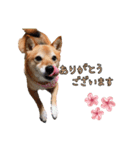 豆柴デリィー（個別スタンプ：4）