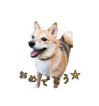 豆柴デリィー（個別スタンプ：6）