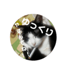 ロミオ＆（個別スタンプ：15）
