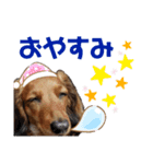 ダックス トイプー ワンコ詰め合わせ（個別スタンプ：9）