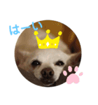 チワワのナチョくん 2（個別スタンプ：3）