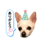 チワワのナチョくん 2（個別スタンプ：4）