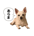 チワワのナチョくん 2（個別スタンプ：10）