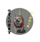 チワワのナチョくん 2（個別スタンプ：15）