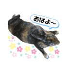 うさぎのごまちゃん（個別スタンプ：1）