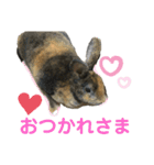 うさぎのごまちゃん（個別スタンプ：2）