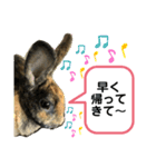 うさぎのごまちゃん（個別スタンプ：3）