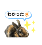 うさぎのごまちゃん（個別スタンプ：4）