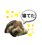 うさぎのごまちゃん（個別スタンプ：5）