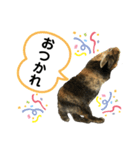 うさぎのごまちゃん（個別スタンプ：6）