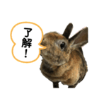うさぎのごまちゃん（個別スタンプ：7）
