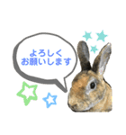 うさぎのごまちゃん（個別スタンプ：8）