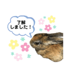 うさぎのごまちゃん（個別スタンプ：9）