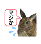 うさぎのごまちゃん（個別スタンプ：10）