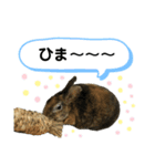うさぎのごまちゃん（個別スタンプ：11）