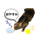 うさぎのごまちゃん（個別スタンプ：12）