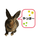 うさぎのごまちゃん（個別スタンプ：13）