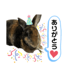 うさぎのごまちゃん（個別スタンプ：14）