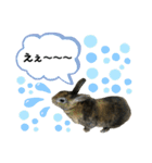 うさぎのごまちゃん（個別スタンプ：15）