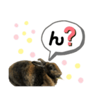 うさぎのごまちゃん（個別スタンプ：16）