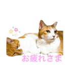 うみそらまる2（個別スタンプ：4）