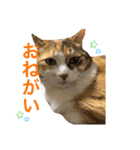 うみそらまる2（個別スタンプ：6）
