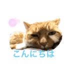 うみそらまる2（個別スタンプ：7）