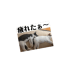 ベリー＆ジャムの日常の言葉（個別スタンプ：6）