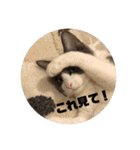ベリー＆ジャムの日常の言葉（個別スタンプ：31）