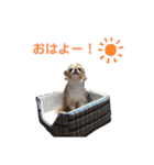 博多のあんじゅ② よく使う言葉（個別スタンプ：1）