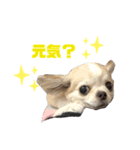 博多のあんじゅ② よく使う言葉（個別スタンプ：3）