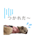 博多のあんじゅ② よく使う言葉（個別スタンプ：4）