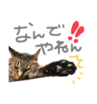 たいちゃんちつぅ（個別スタンプ：2）