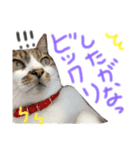 たいちゃんちつぅ（個別スタンプ：3）