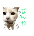 たいちゃんちつぅ（個別スタンプ：4）