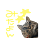 たいちゃんちつぅ（個別スタンプ：8）