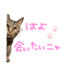 たいちゃんちつぅ（個別スタンプ：11）