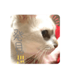たいちゃんちつぅ（個別スタンプ：16）