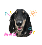 ダックス（Louis）のスタンプ（個別スタンプ：3）