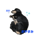 ダックス（Louis）のスタンプ（個別スタンプ：4）